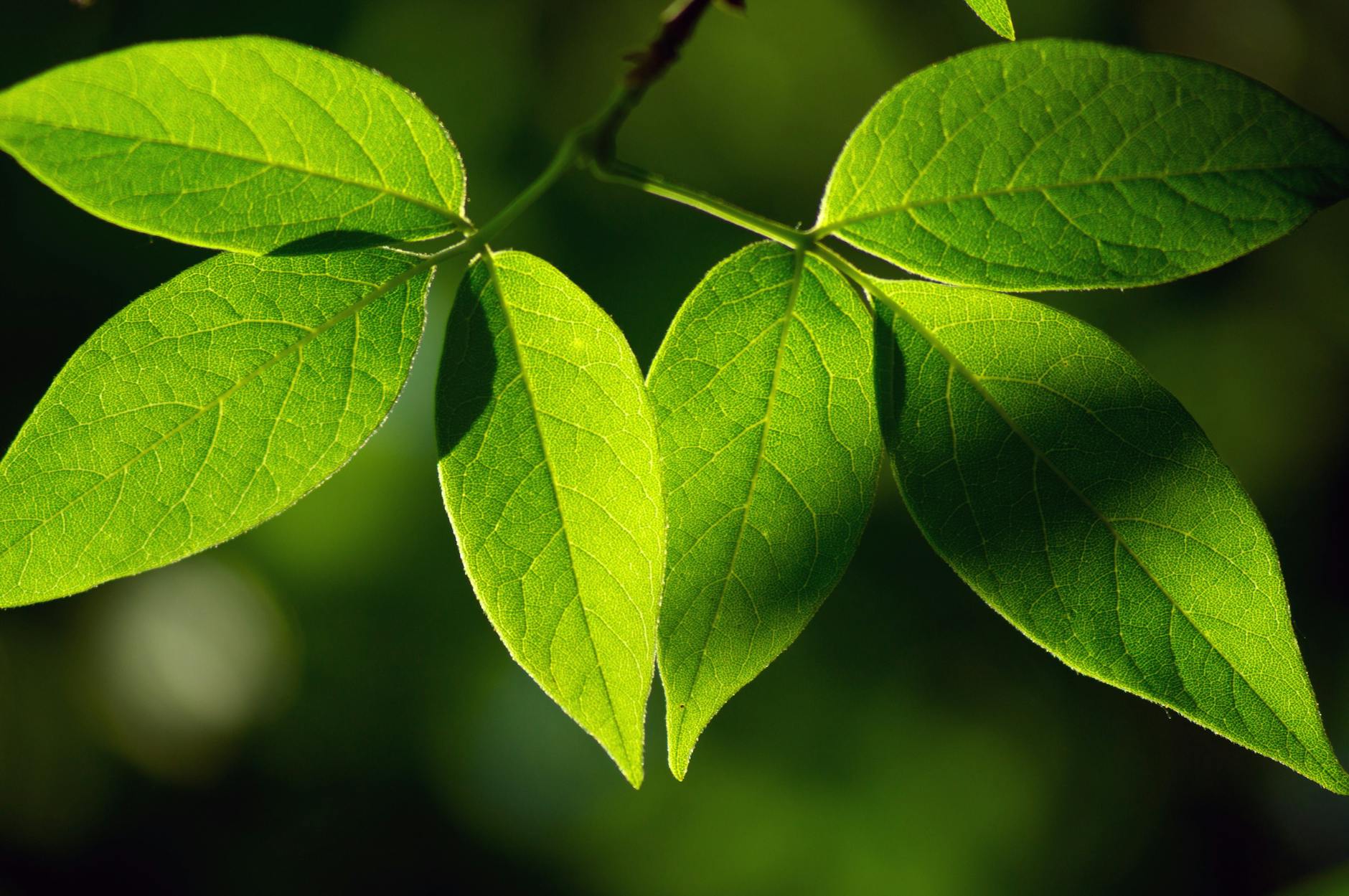 green leaves in close up photography